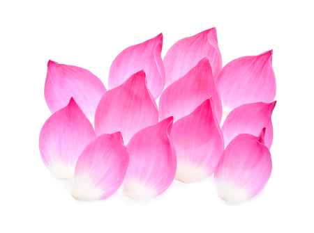 Lotus petal isolate on white backgroundの写真素材