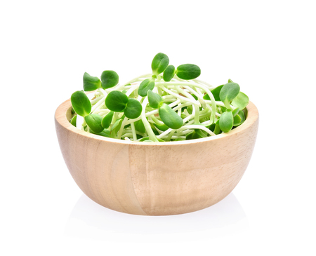 green young sunflower sprouts on white backgroundの写真素材