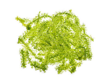 Umi-budou, grapes seaweed or green caviar on white backgroundの写真素材