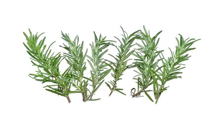 rosemary isolated on white backgroundの写真素材