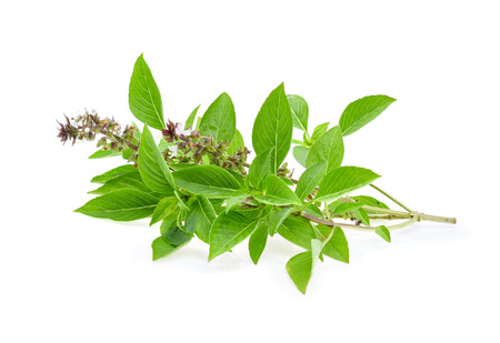 Sweet basil isolated on white backgroundの写真素材