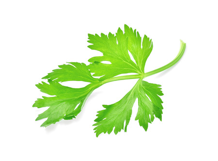 Fresh celery isolated on white backgroundの写真素材