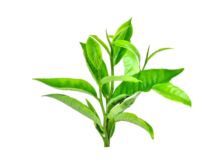 Green tea leaf on white backgroundの写真素材