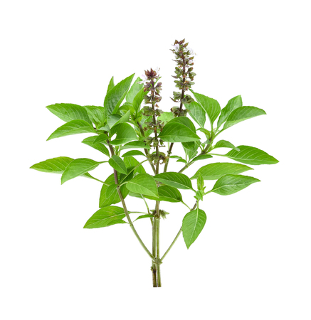 Sweet basil isolated on white backgroundの写真素材