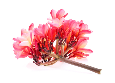 Tropical flowers frangipani (plumeria) on white backgroundの写真素材