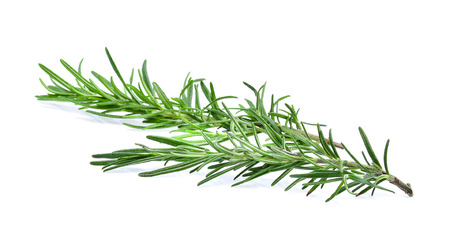 rosemary on white backgroundの写真素材