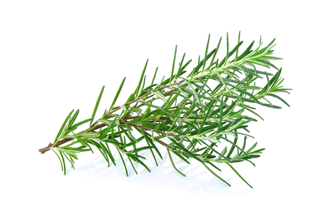 rosemary isolated on white backgroundの写真素材
