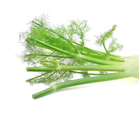 Fennel isolated on the white backgroundの写真素材