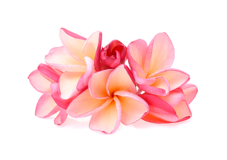 frangipani (plumeria) isolated on white backgroundの写真素材