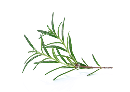rosemary on white backgroundの写真素材