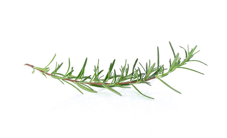 rosemary isolated on white backgroundの写真素材