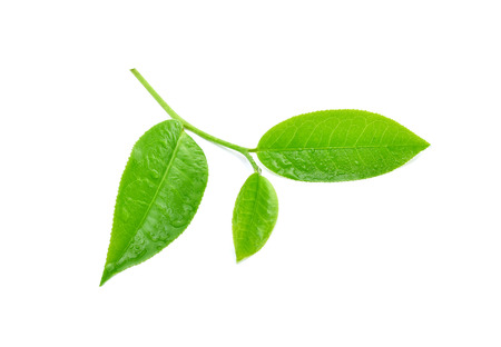 Green tea leaf with drops of water on white backgroundの写真素材