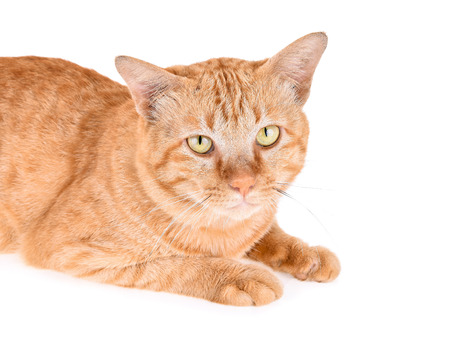 Portrait of red cat isolated on white backgroundの写真素材
