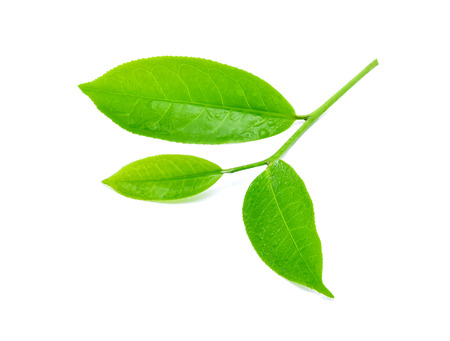 Green tea leaf with drops of water isolated on white backgroundの写真素材
