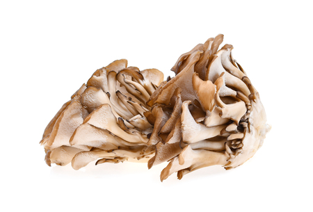 maitake mushrooms on white backgroundの写真素材