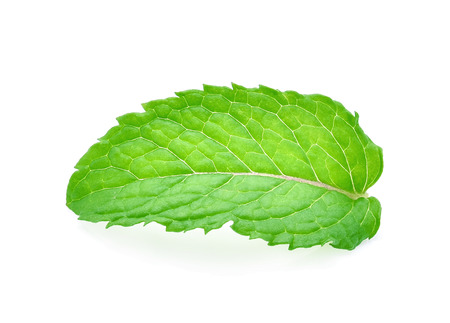 Fresh mint isolated on white backgroundの写真素材