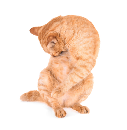 Portrait of red cat isolated on white backgroundの写真素材