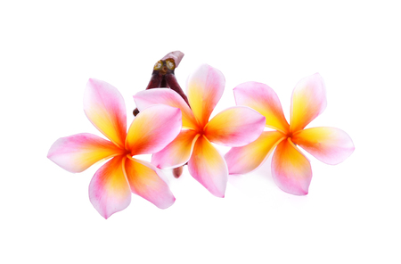 frangipani (plumeria) isolated on white backgroundの写真素材