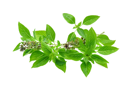 Fresh sweet basil isolated on white backgroundの写真素材