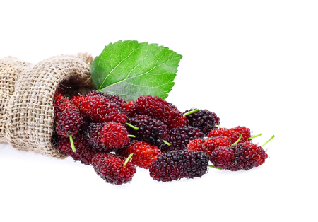 Mulberry on white backgroundの写真素材