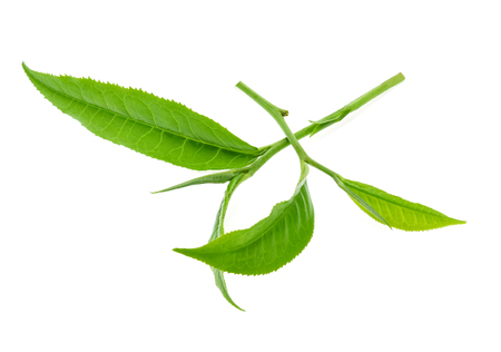 Green tea leaf on white backgroundの写真素材