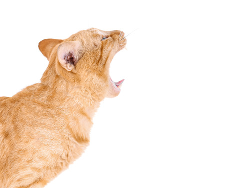 Side view of cat roaring or yawningの写真素材