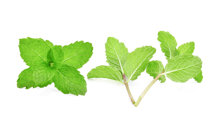 Mint leaves isolated on white backgroundの写真素材