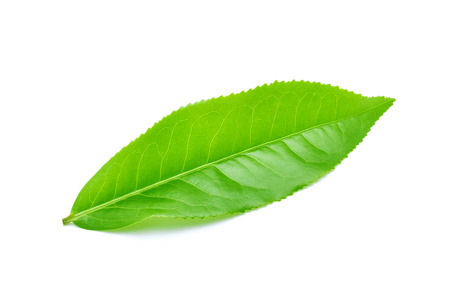 green tea leaf isolated on white backgroundの写真素材