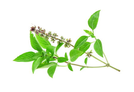 Sweet basil isolated on white backgroundの写真素材