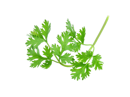 coriander isolated on white backgroundの写真素材