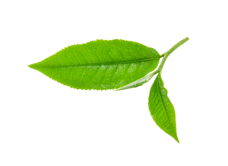 Green tea leaf with drops of water on white backgroundの写真素材