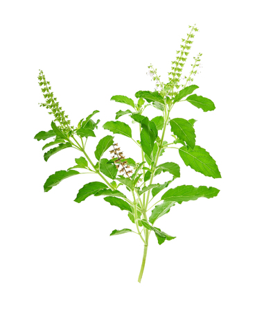 Basil isolated on white backgroundの写真素材