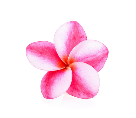Tropical flowers frangipani (plumeria) on white backgroundの写真素材