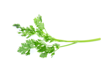 coriander isolated on white backgroundの写真素材