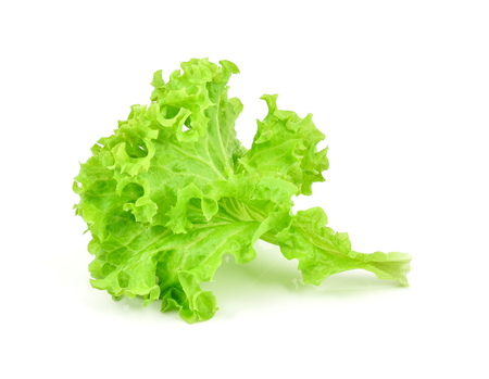green oak lettuce on white backgroundの写真素材