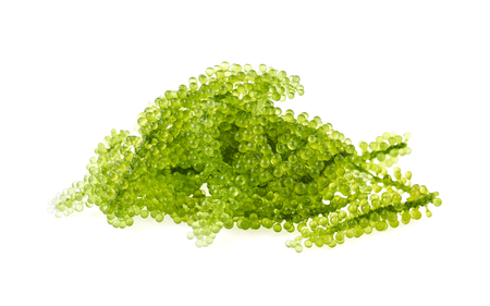 Umi-budou, grapes seaweed or green caviar isolated on white backgroundの写真素材