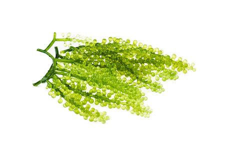 Umi-budou, grapes seaweed or green caviar on white backgroundの写真素材