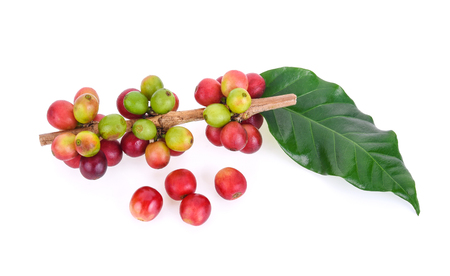 fresh coffee beans isolated on white backgroundの写真素材