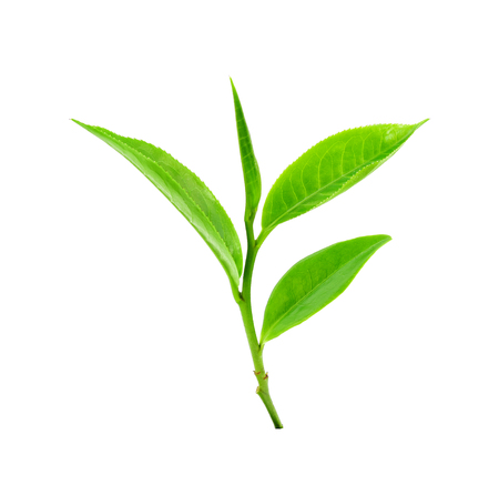 Green tea leaf on white backgroundの写真素材