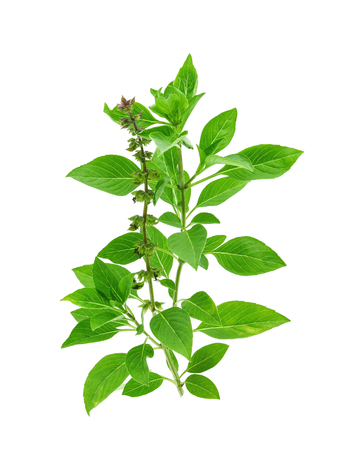 Sweet basil on white backgroundの写真素材