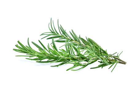 Fresh rosemary isolated on white backgroundの写真素材