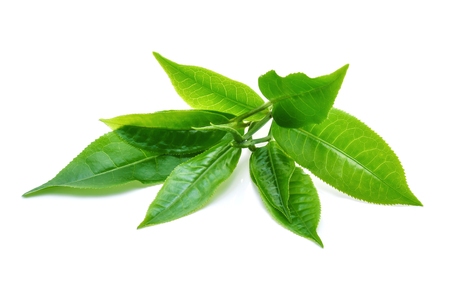 green tea leaf isolated on white backgroundの写真素材
