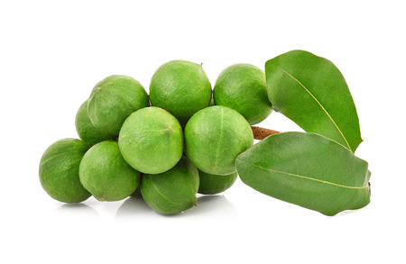 macadamia nuts on white backgroundの写真素材