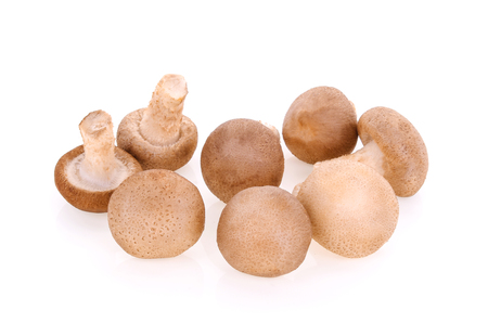 Shiitake mushrooms on white backgroundの写真素材