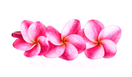 frangipani (plumeria) on white backgroundの写真素材