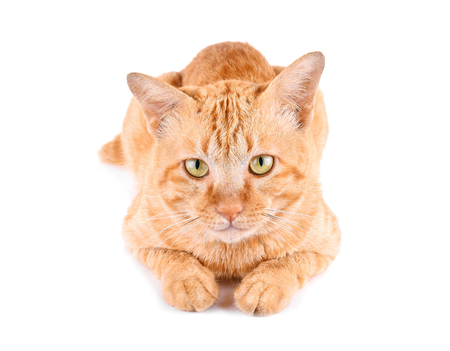 Red cat isolated on a white backgroundの写真素材