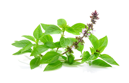 Sweet basil flower isolated on white backgroundの写真素材