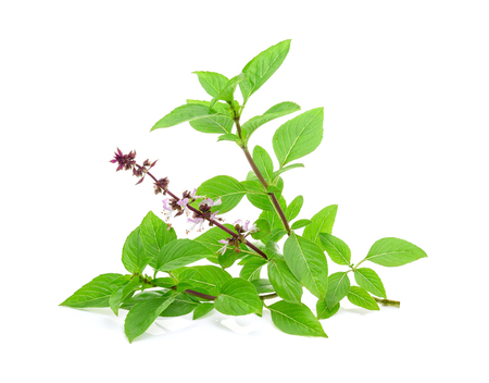 Sweet basil  isolated on white backgroundの写真素材