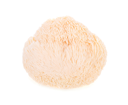 Lion mane mushroom isolated on white backgroundの写真素材