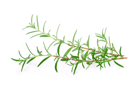 rosemary isolated on white backgroundの写真素材